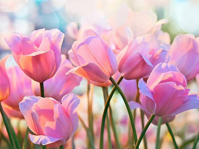 Hình ảnh hoa tulip làm lay động lòng người