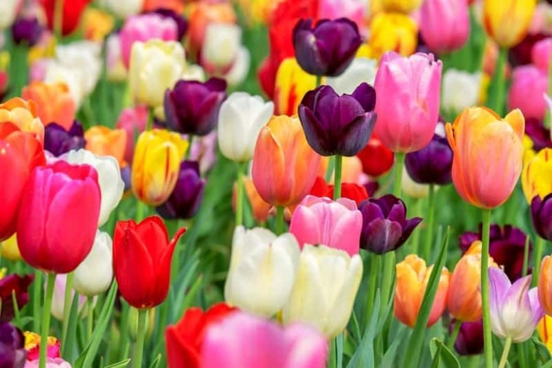 Hoa tulip có nhiều sắc màu rực rỡ